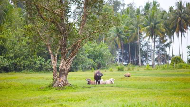 Hotel Nantra de Deluxe Resort 13