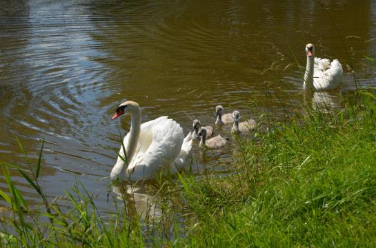 Landhotel und Gasthof Seerose 15