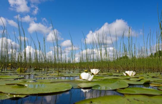 Landhotel und Gasthof Seerose 2