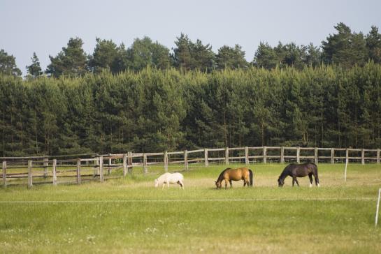 GreenLine Landhotel Im Fläming 10