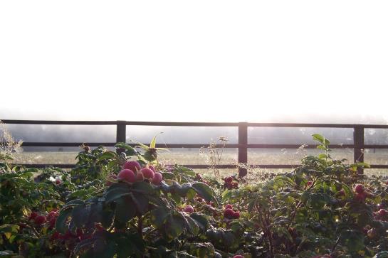 GreenLine Landhotel Im Fläming 14