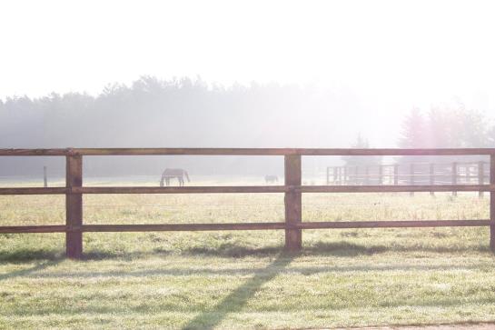 GreenLine Landhotel Im Fläming 16