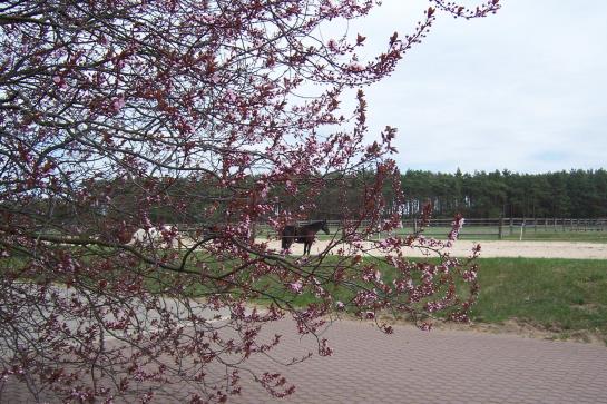 GreenLine Landhotel Im Fläming 3