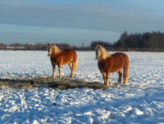 GreenLine Landhotel Im Fläming 4