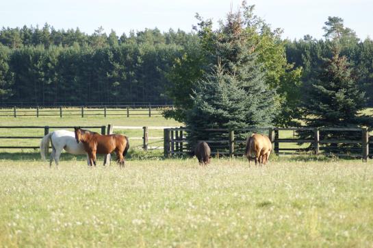 GreenLine Landhotel Im Fläming 9