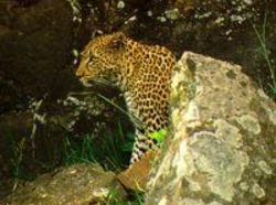 Resort Riverine Woods 11