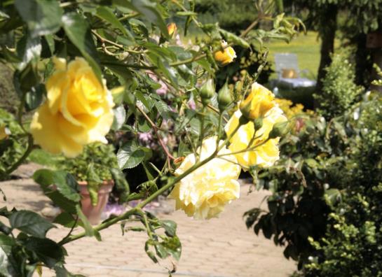 City Partner Hotel Villa Verde 6