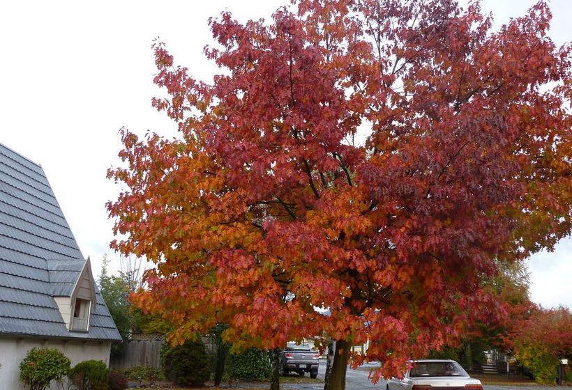 Hotel Arrowtown Viking Lodge 8