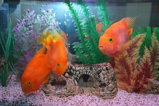 Pilau Hostel On Nevsky Prospect 4