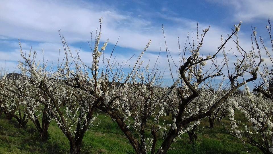 Hotel Tri Pousada Nova Padua  | Nova Pádua | Rio Grande do Sul | Brasil 5