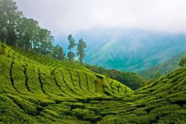 Manjusha Hotels & Resorts Munnar 5