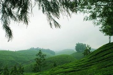 Manjusha Hotels & Resorts Munnar 6