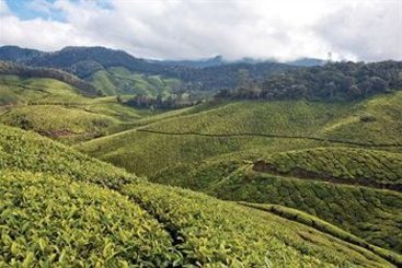 Hotel Elysium Gardens Hill Resorts 8