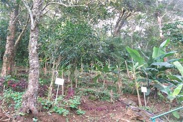 Hotel Misty Mountain Resort Munnar Kerala