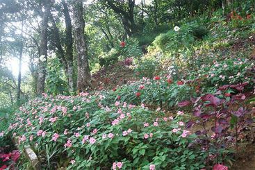 Hotel Misty Mountain Resort 3