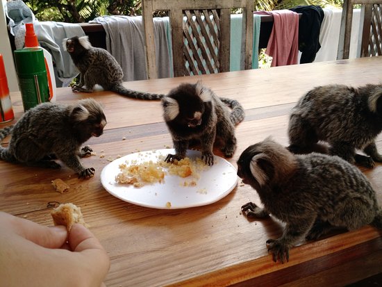 Mundaka Hostel Pipa  | Praia de Pipa | Rio Grande do Norte | Brasil 1