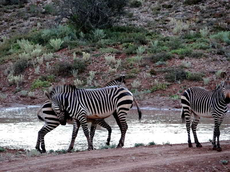 Hotel Buffelsdrift Game Lodge