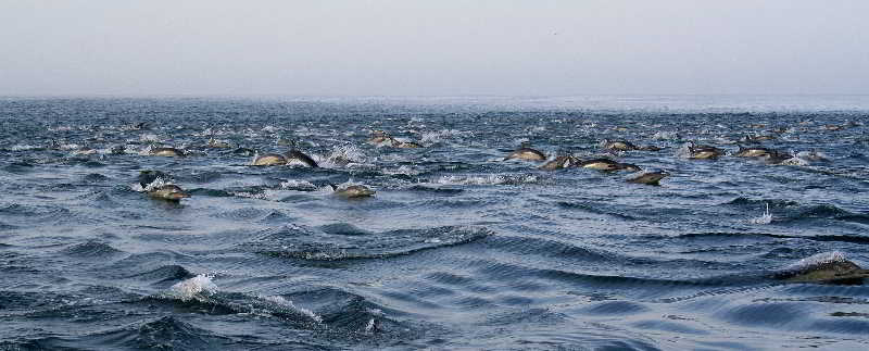 Hotel Hermanus Beach Villa 11