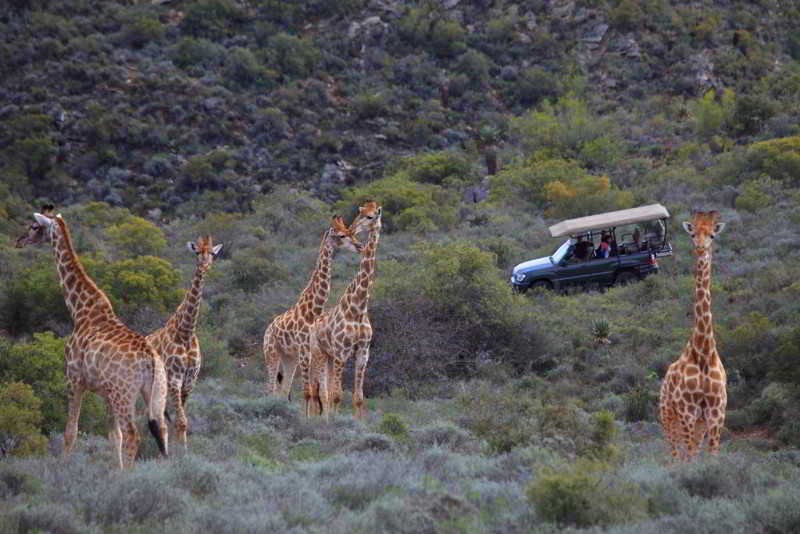 Hotel Madi Madi Karoo Safari Lodge 18