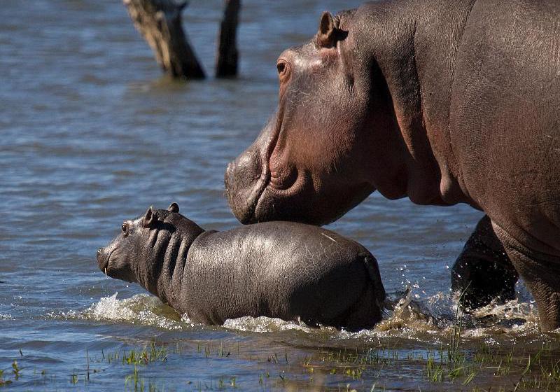 Hotel Mjejane River Lodge 14