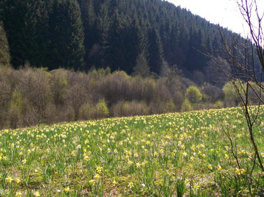 Hotel Landhaus Eifelsicht 3