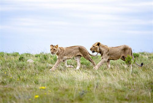 Hotel Kichaka Lodge 13