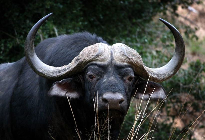 Hotel Kichaka Lodge 15