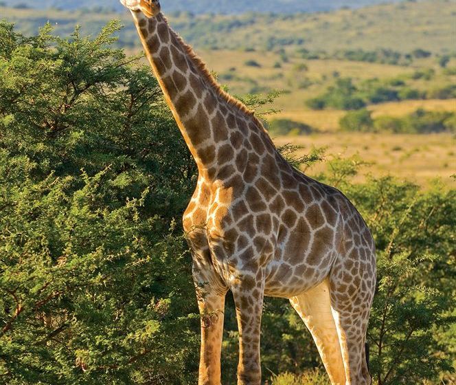 Hotel Kichaka Lodge 16