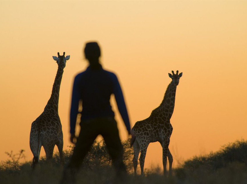 Kubu Safari Lodge 10