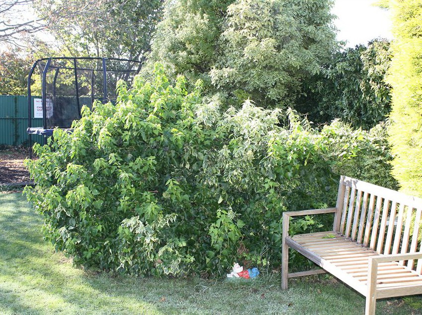 Lisa Rose Motel Napier