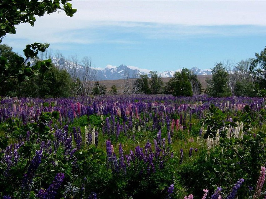 Hotel Lakeview Tekapo 1