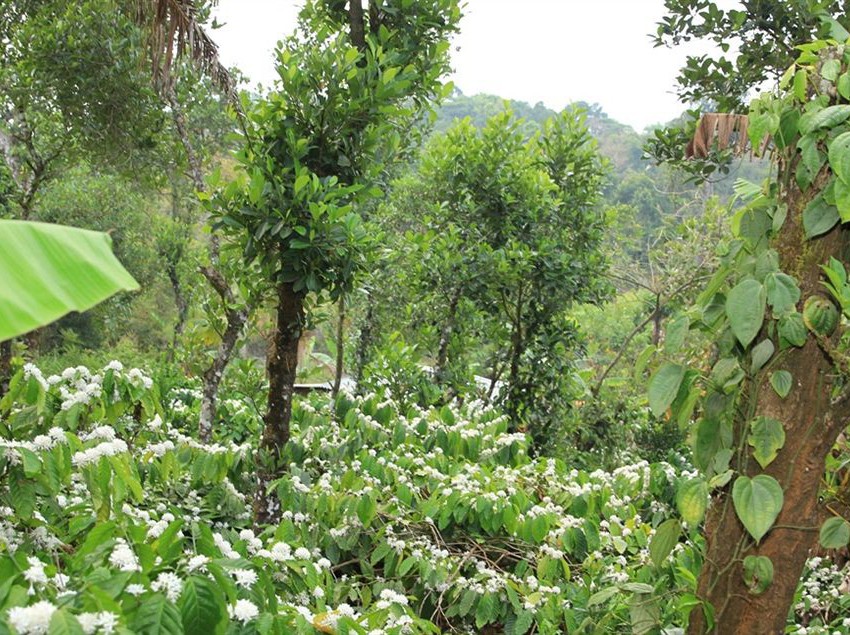 Hotel Yedamakky Cottage 3