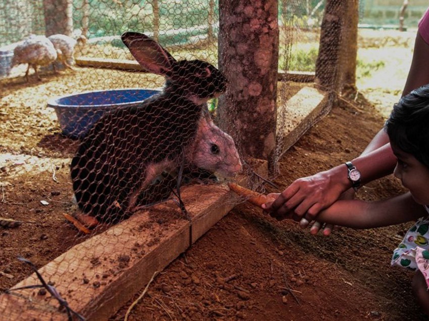 Hotel Yedamakky Cottage 6