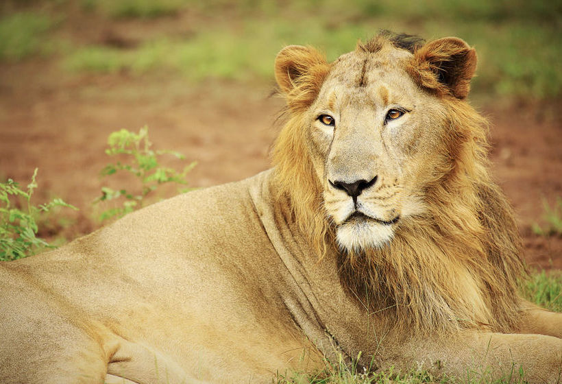 Hotel The Gateway Gir Forest 16