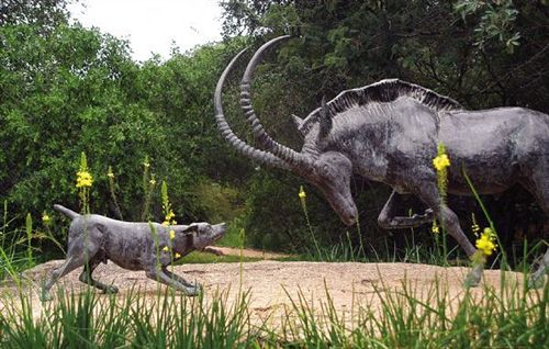 Hotel Jock Safari Lodge 11