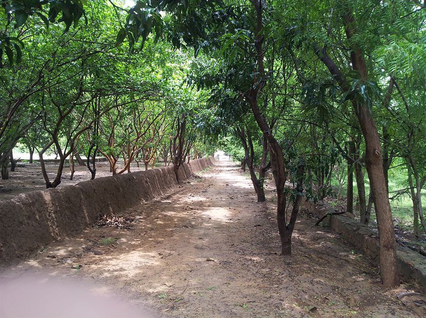 Resort Abrar Palace & Jungle Camps 1