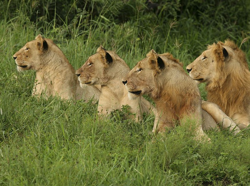 Amakhosi Safari Lodge 16