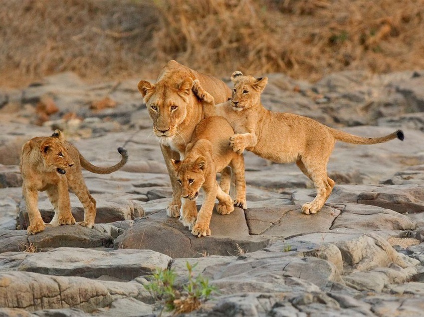 Amakhosi Safari Lodge 17