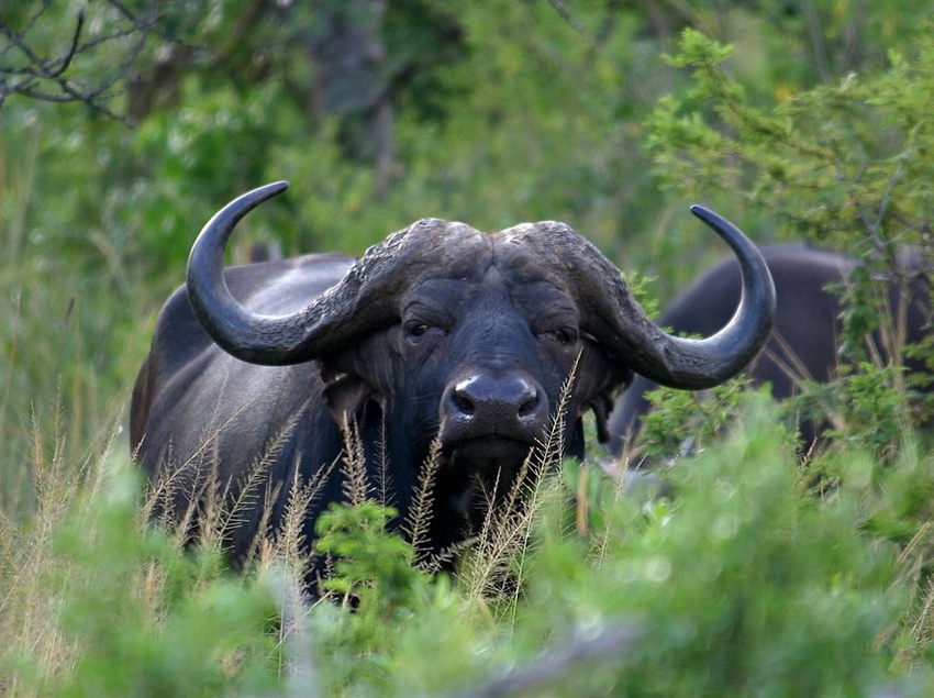 Amakhosi Safari Lodge 19