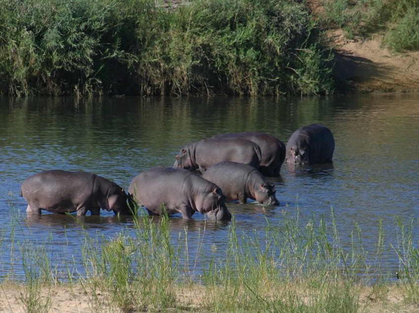 Amakhosi Safari Lodge 6