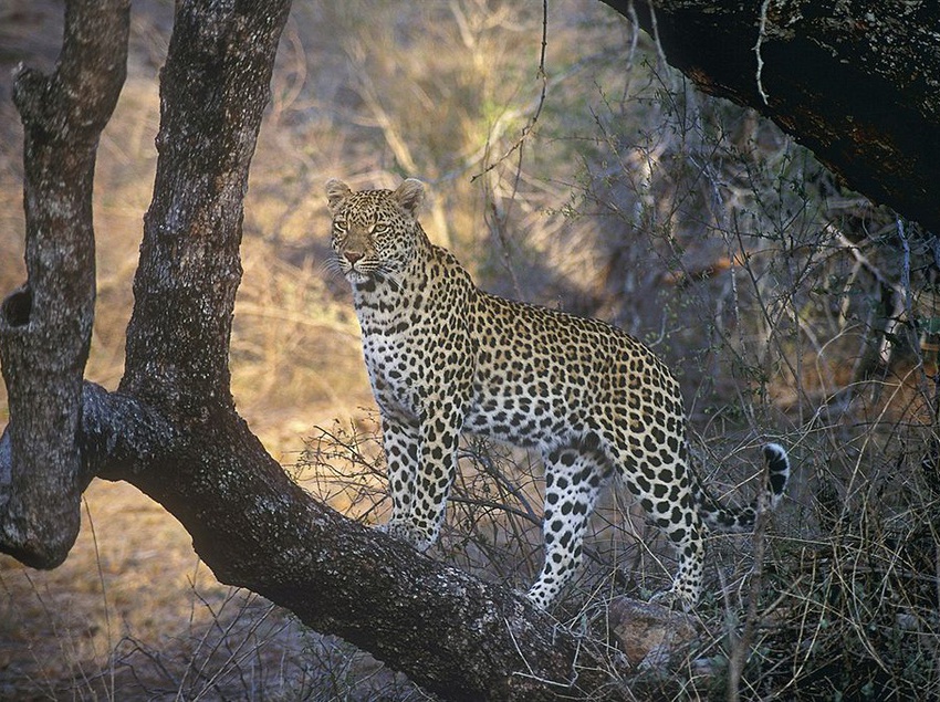 Amakhosi Safari Lodge 7