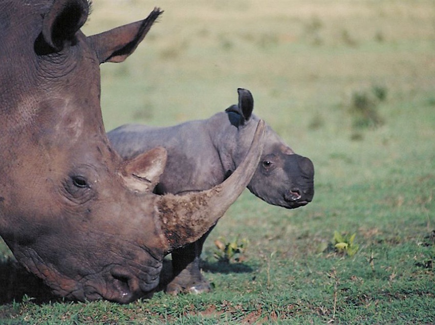 Amakhosi Safari Lodge 8