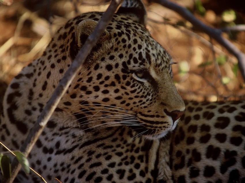 Amakhosi Safari Lodge 9