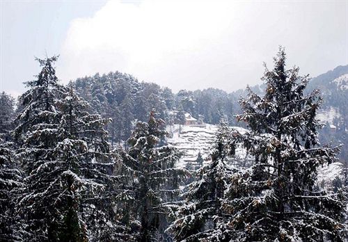 Resort Aamod Dalhousie 1