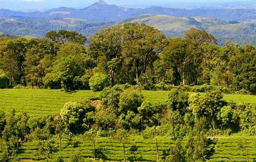 Hotel Mountain Trail Resort 5