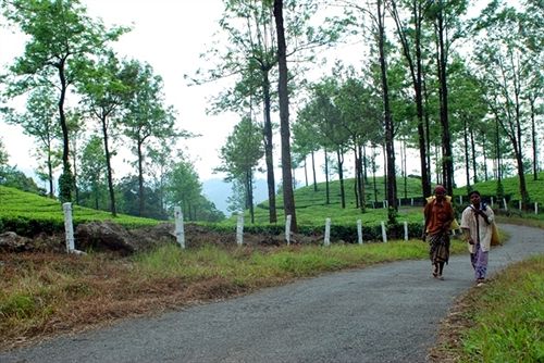 Hotel Deep Woods Resort 5