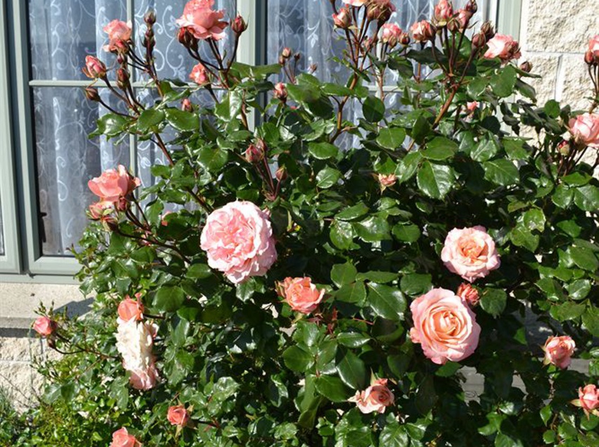 Colonial Lodge Motel 6