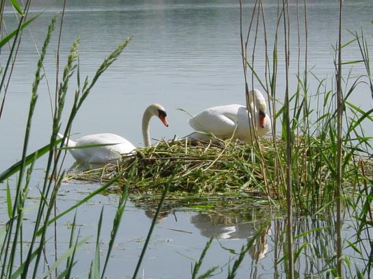 Hotel Christine Garni 6