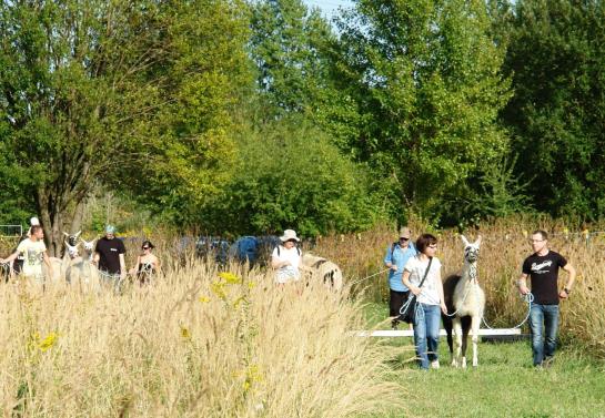 Hotel Pension Grüne Linde 3