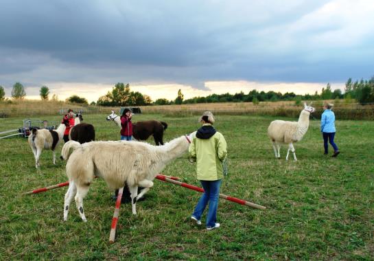 Hotel Pension Grüne Linde 4